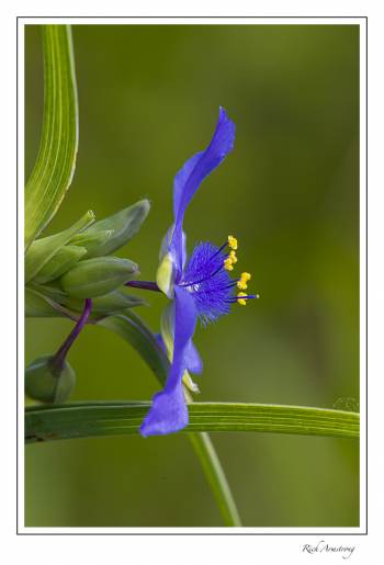 Spiderwort 2.jpg